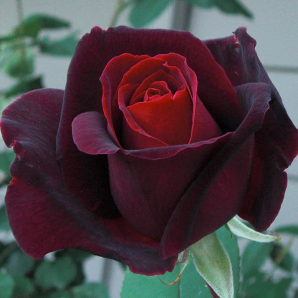 Medicina de rosa