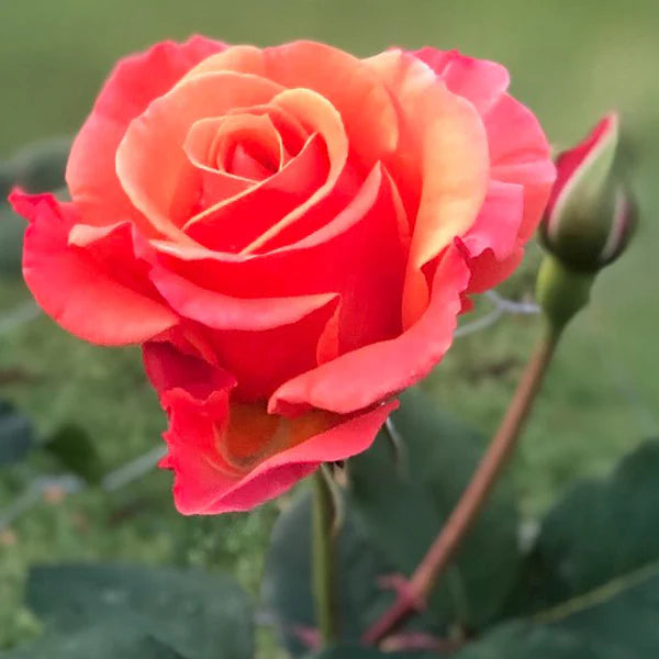 Medicina de rosa