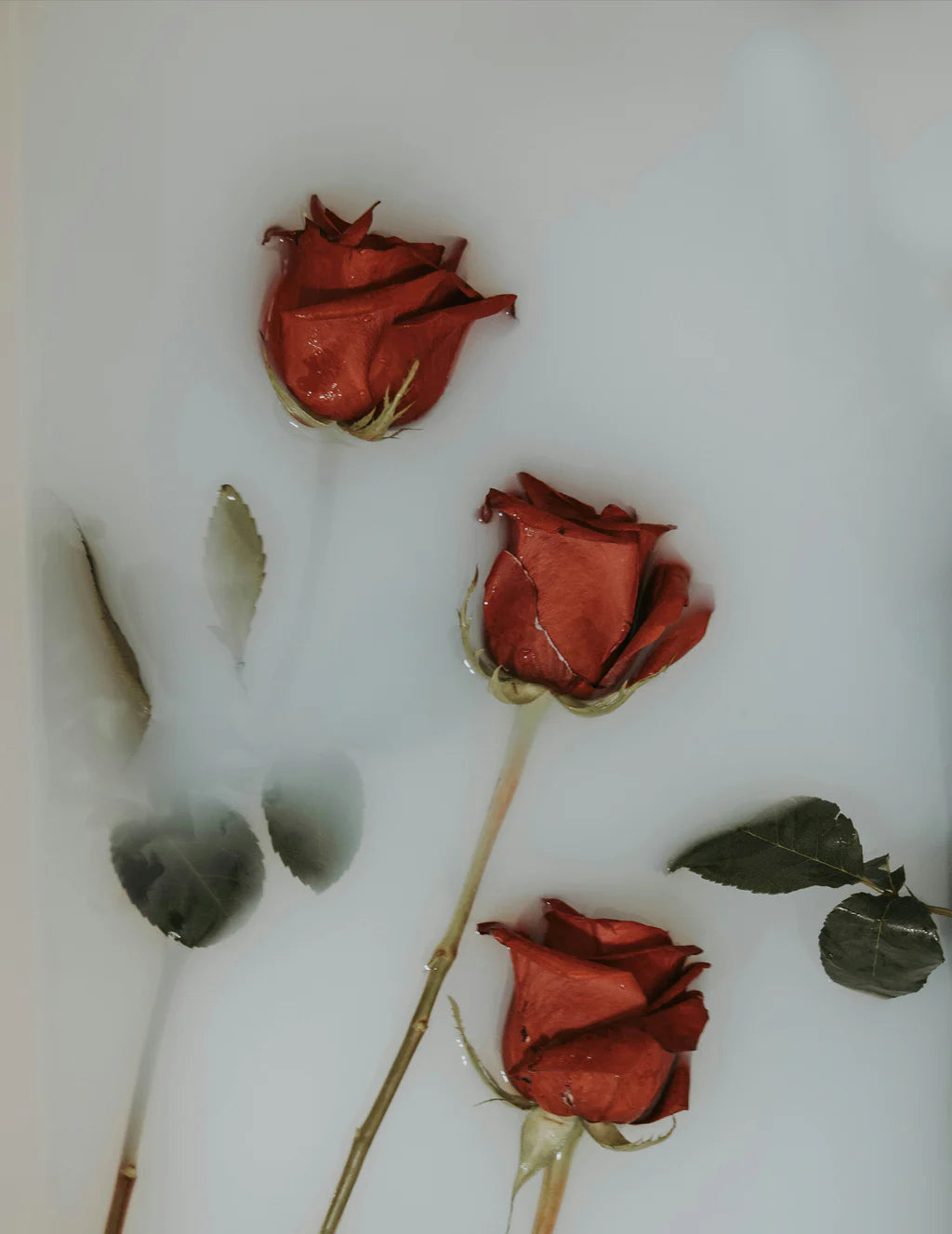 Medicina de rosa